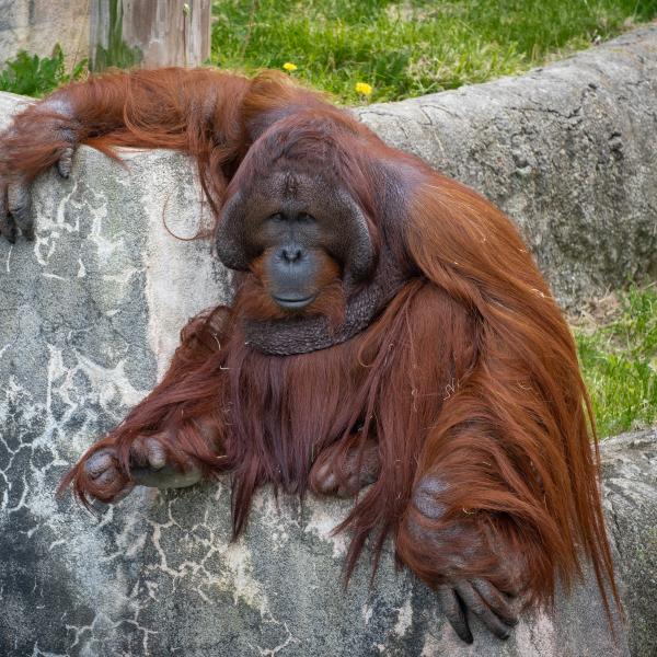 Bornean Orangutan Columbus Zoo and Aquarium